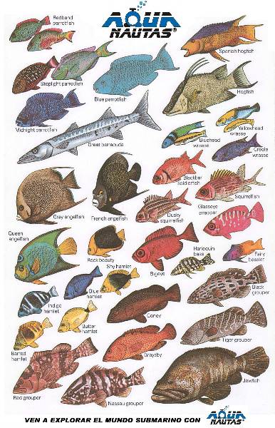 fish-card1